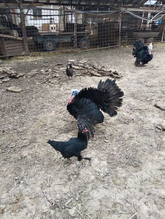 Инкубационое яицо