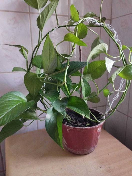 сциндапсус великолепный