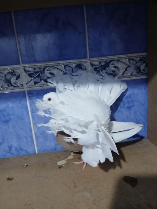 Продам самец павлин