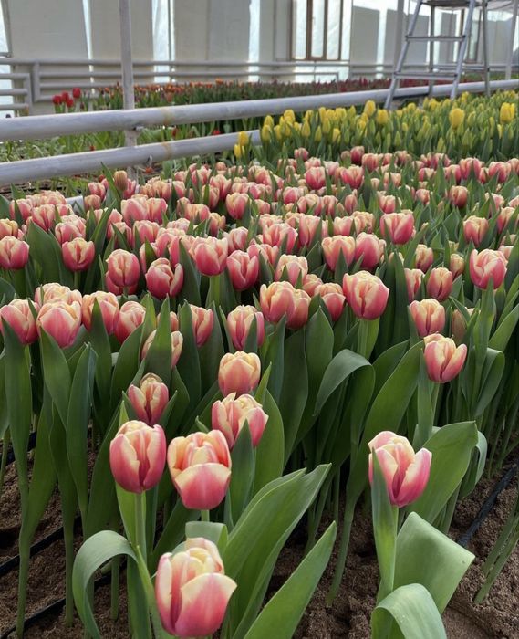 Предзаказ на тюльпаны