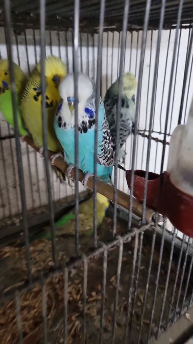 De vanzarei peruși,ninfe,agapornisi,