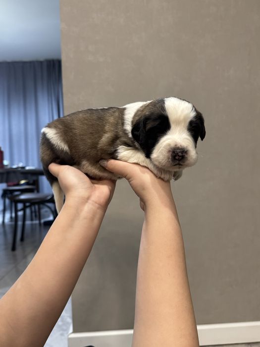 Московская сторожевая БРОНЬ