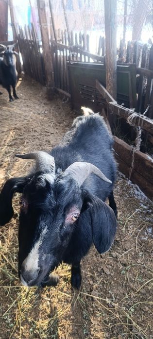 Ешкі теке лақ. Козы козёл козлята