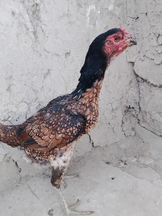Продам курицу чисто вьетнам