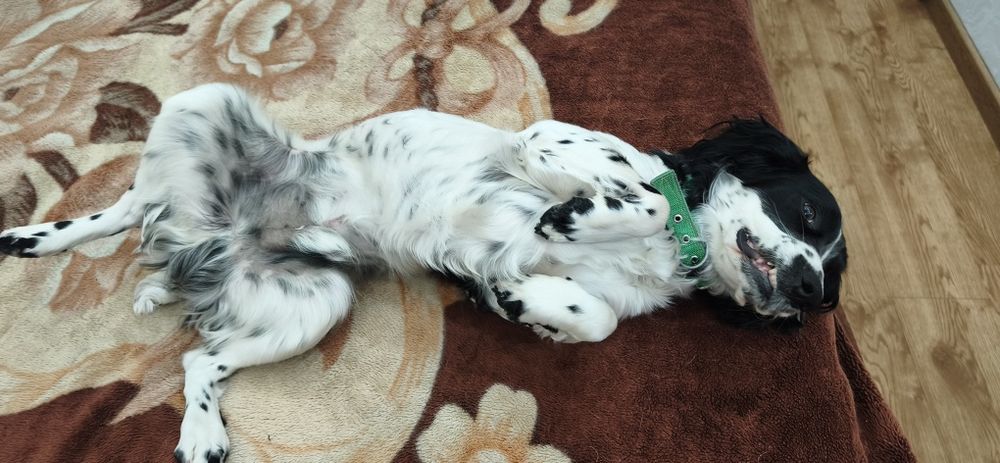 Кобель для вязки