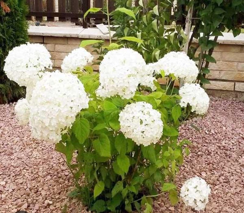 цветы.Гортензия.цветы