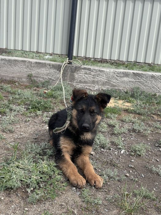 Овчарка күшік (щенок)