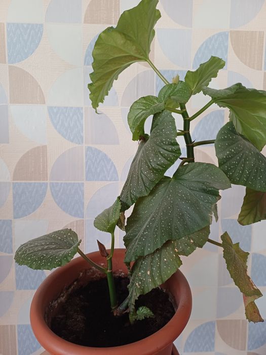 Комнатные цветы продам