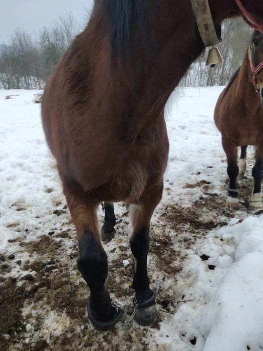 Mînză De Doi ani și șapte luni cu acte