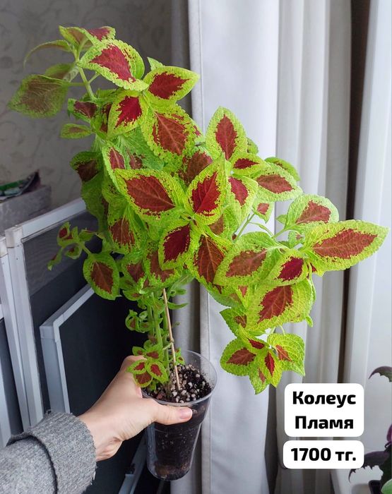 Колеус Королевский бархат