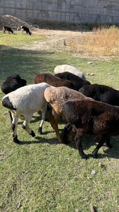 Хорошие бараны жирные