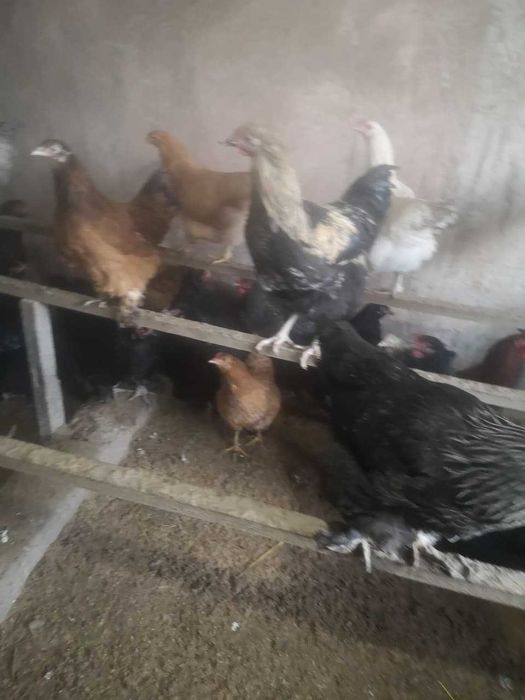 Продам курей 7000