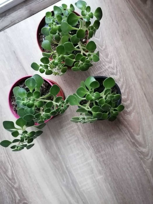 Дървото на парите, Дебела Мара и красиво Восъче!