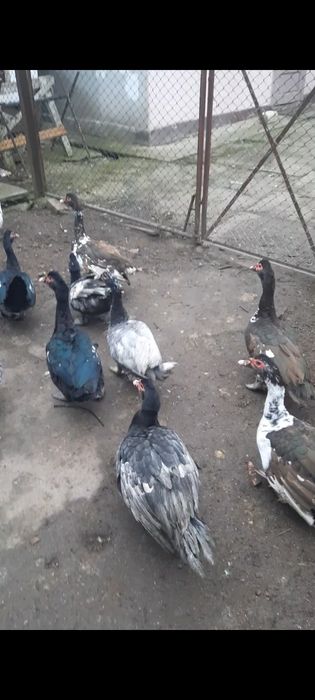 Rate lesesti ( 20 ratoi disponibili)