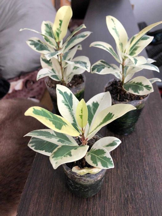 фикус альбамаргината.