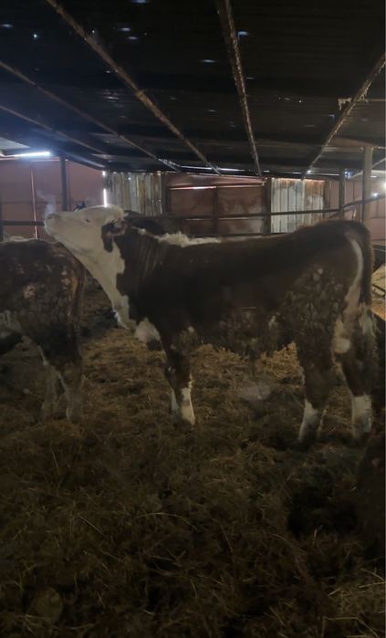 Быки на откорме 11 голов