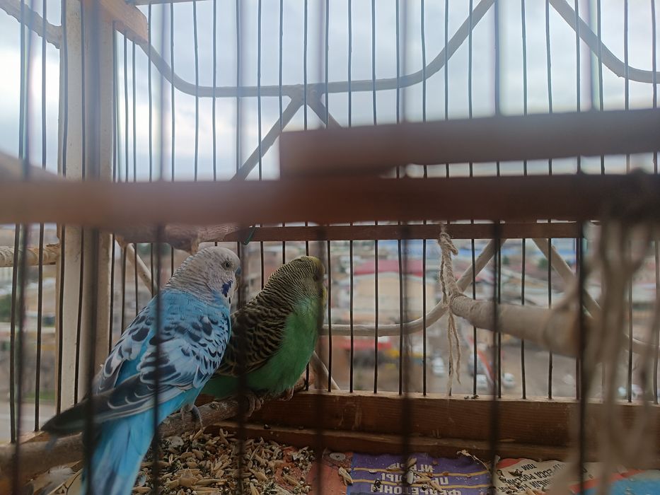 Волнистые попугаи, пара