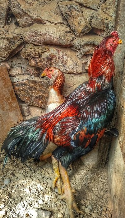 Дакан тухумлари сотилади