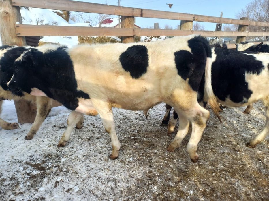 Продается племенной бычок