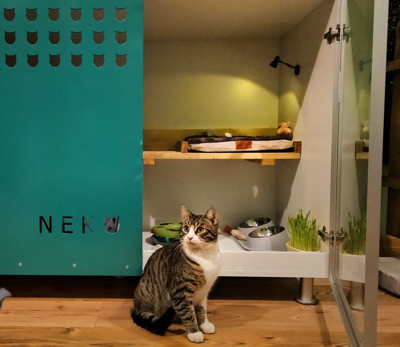 Cazare animale de companie - Pet hotel pisici