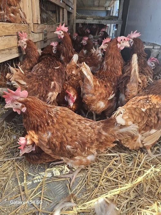 Gaini rosii ouatoare