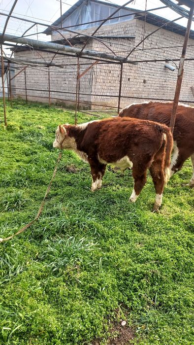 Гренфорд новос бузок