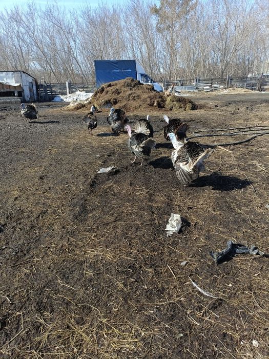 Продам индюков (самцов) 25000 тг