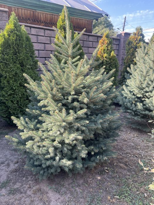 Елка ели продам 5 шт  по 90000