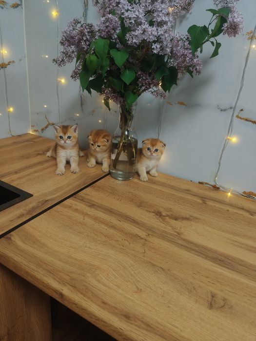 Котята Драгоценного окраса шиншилла