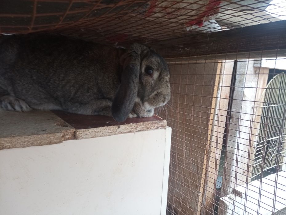 Кролик Баран кролик баран