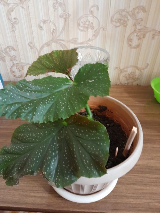 Бегонию коралловую продам
