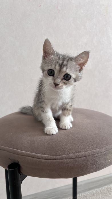 Котенок 2мес. Игравая. Любит вместе спать.