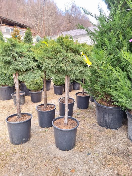 Măslin,trandafiri,tuia, Acer, palmieri etc