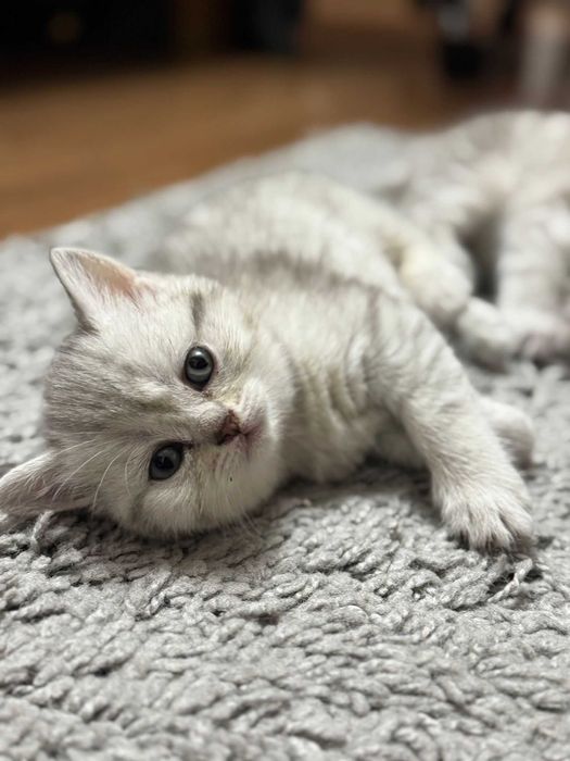 British shorthair tabby