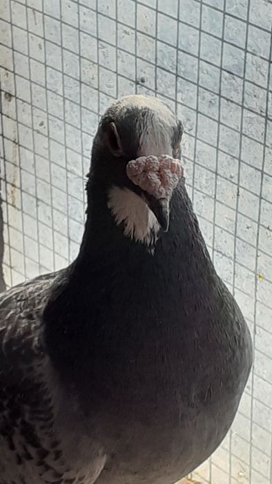 Schimb porumbei voiajori