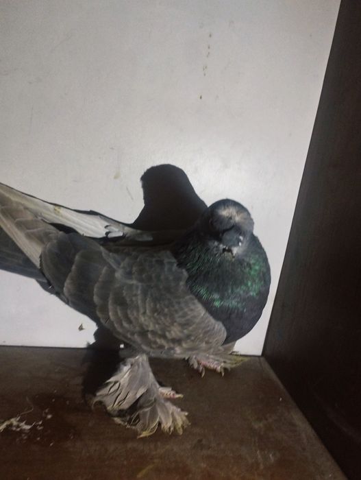 Бурый самец молодой