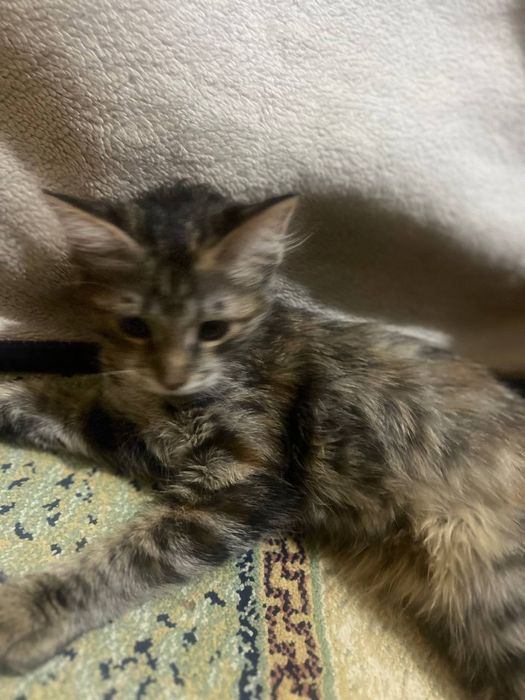 Отдадим милую котенку