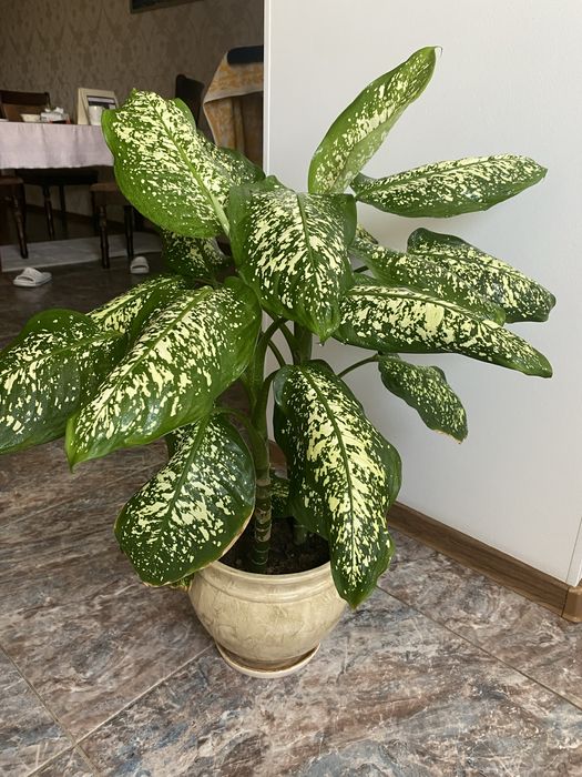 Продам Диффенбахию