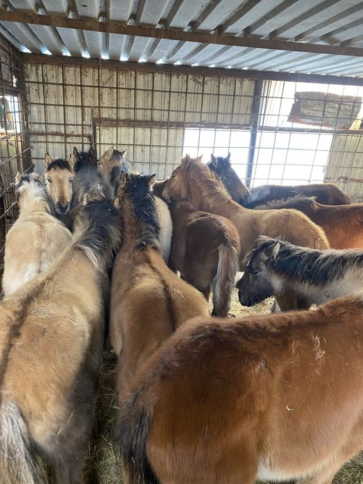 Жабагылар еркек ургашы