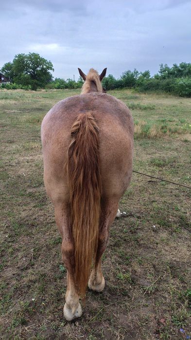 Vind manza de 3 și jumate