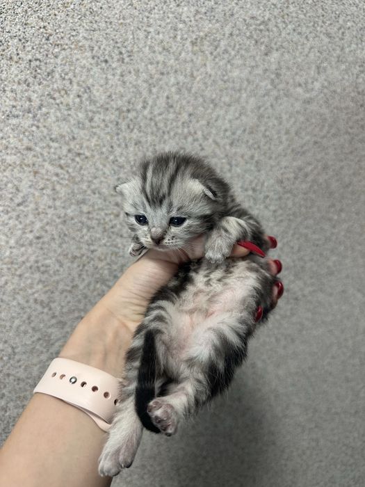 Продам шотладских висоухих
