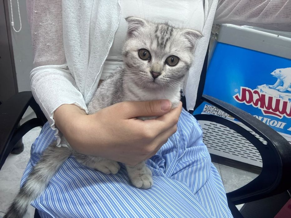 Срочно сатам 20мың.