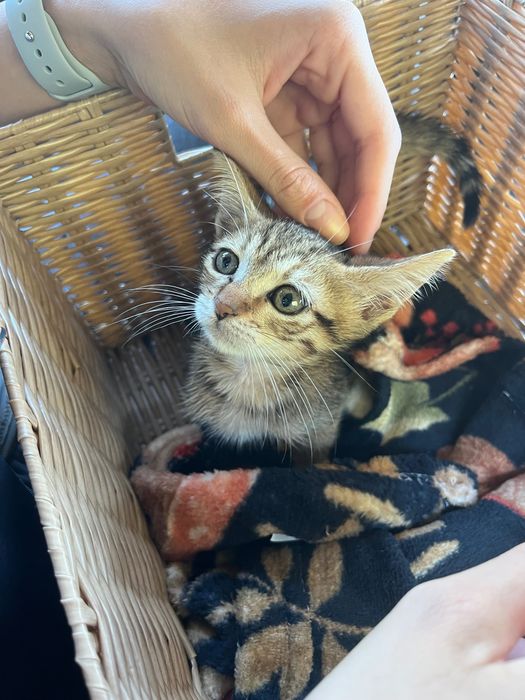 Котенце на 2 месеца, женско