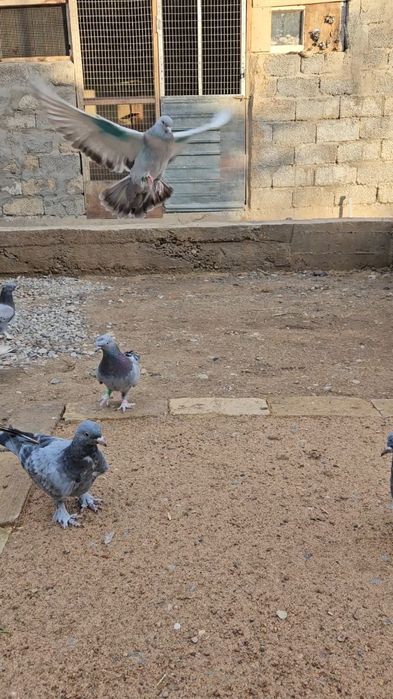 Голуби бойные такла