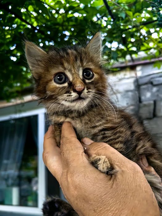 Котята в добрые руки бесплатно