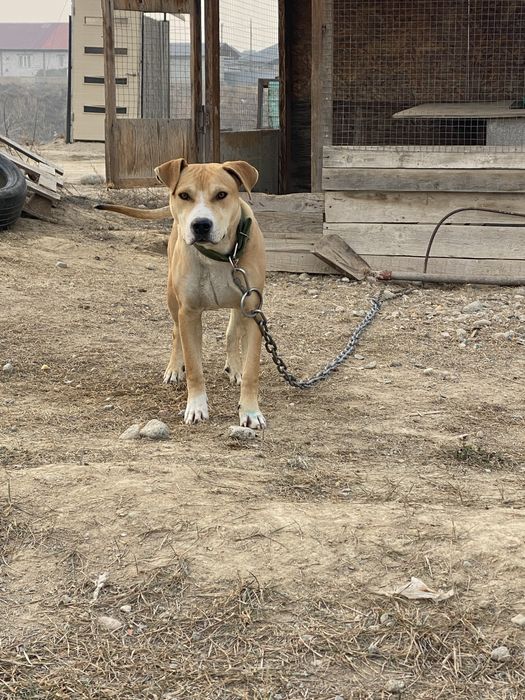 питбуль терьер !!!