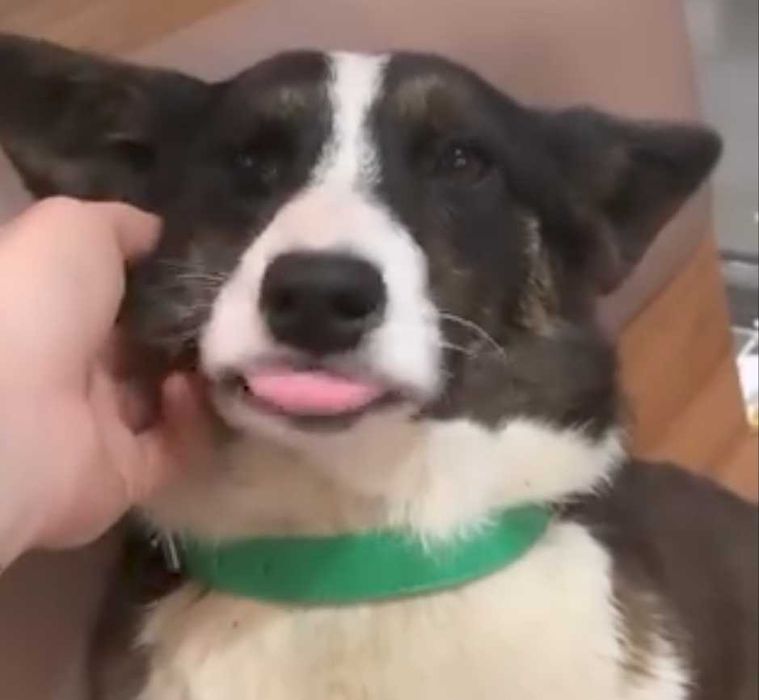 Вельш Корги Кардиган взрослая