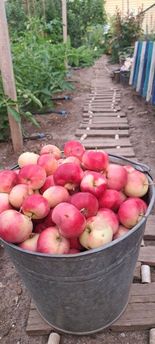 Продам яблоки сорт летний