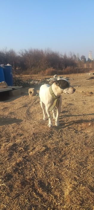 Ит сатылады быр туган