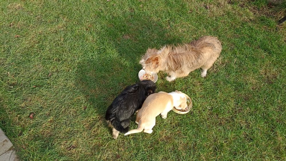 Adoptie căței talie mică